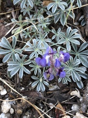 Lupinus lepidus