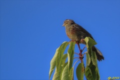 Emberiza cirlus