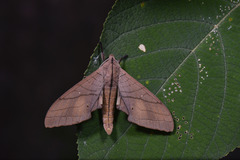Marumba