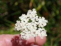 Perideridia gairdneri