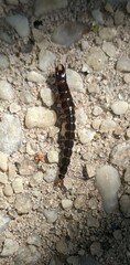Arthropoda