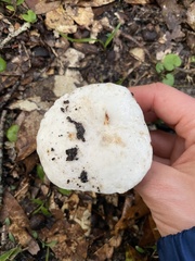 Xanthoconium stramineum