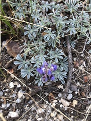 Lupinus lepidus
