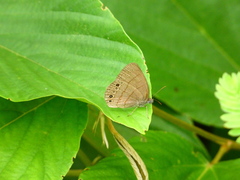 Hermeuptychia canthe