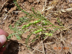 Vicia ervilia
