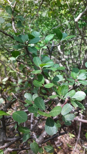 Bursera schlechtendalii (Bursera schlechtendalii)