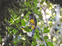 Trogon viridis