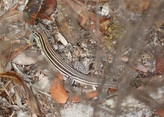 Aspidoscelis sexlineatus