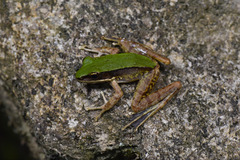 Odorrana graminea