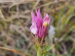 Melampyrum arvense