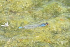 Erythromma viridulum