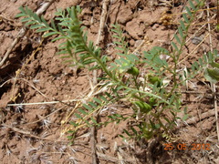 Vicia ervilia