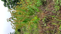 Miconia xalapensis