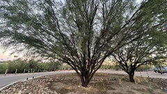 Prosopis