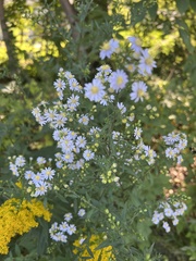 Symphyotrichum ericoides