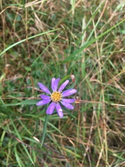 Eurybia hemispherica