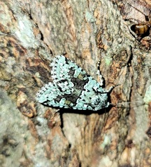 Lacinipolia implicata