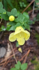 Aureolaria virginica