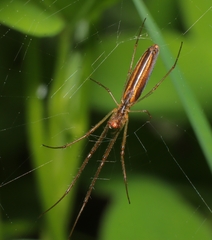 Tetragnatha laboriosa