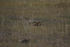 Urocitellus undulatus