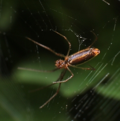 Tetragnatha laboriosa