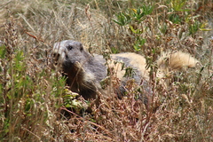 Marmota olympus