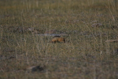 Urocitellus undulatus