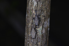 Pyrops candelaria