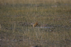 Urocitellus undulatus