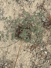 Lomatium cuspidatum