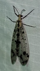 Dendroleon obsoletus