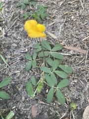 Arachis pintoi