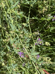 Medicago sativa