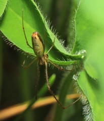 Tetragnatha laboriosa