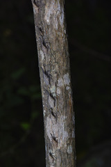 Pyrops candelaria