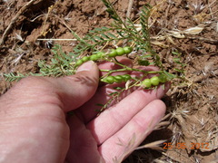 Vicia ervilia
