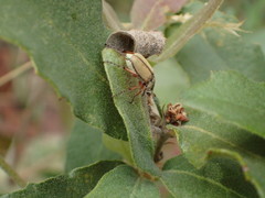 Macrodactylus uniformis