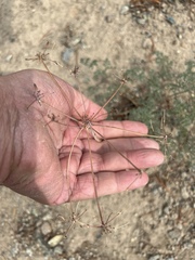 Lomatium cuspidatum