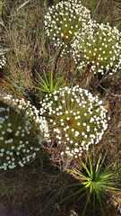 Paepalanthus