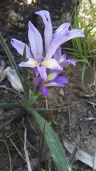 Babiana patula