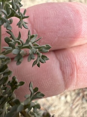 Lomatium cuspidatum