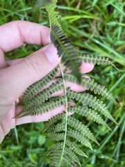 Athyriaceae