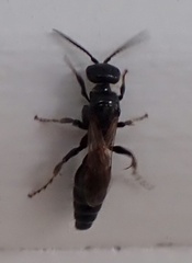 Tiphiinae