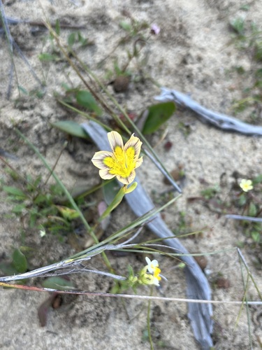 Image of Moraea vallisbelli by (c) Charleen Brunke, some rights reserved (CC BY)