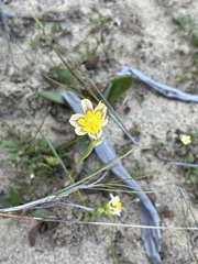 Iridaceae