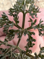 Lomatium cuspidatum