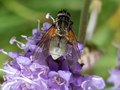 Phaonia angelicae