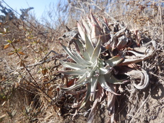 Dudleya lanceolata