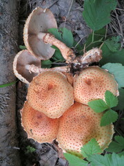 Pholiota squarrosa