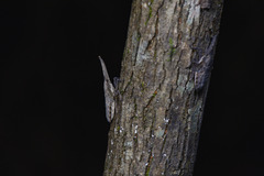 Pyrops candelaria